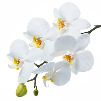 Стол обеденный Танго белый/Орхидея в Северо-Енисейском - severo-enisejskij.mebel54.com | фото